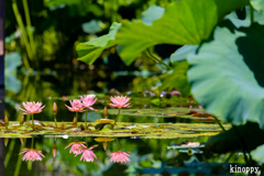 水生植物公園みずの森 3
