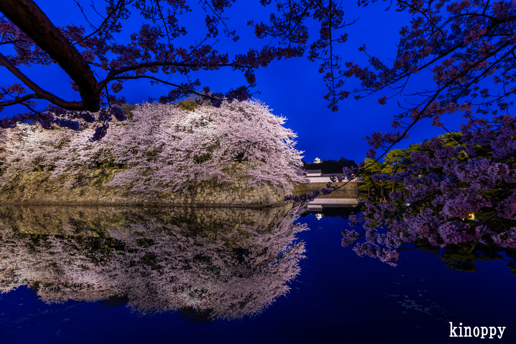 彦根城 桜 ライトアップ 2