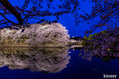 彦根城 桜 ライトアップ 2