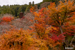 長谷寺 紅葉 4