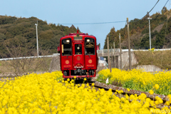 菜の花と「ことこと列車」