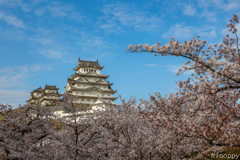 姫路城 桜 2
