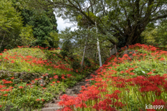 佛隆寺 彼岸花 2