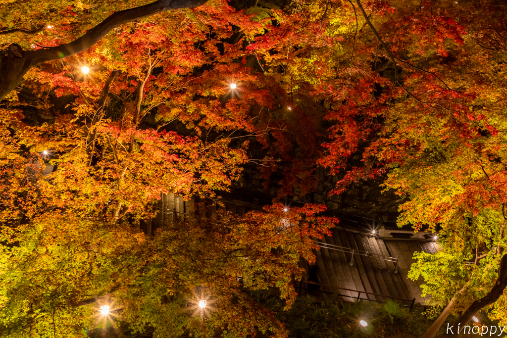 清水寺 紅葉 ライトアップ 4