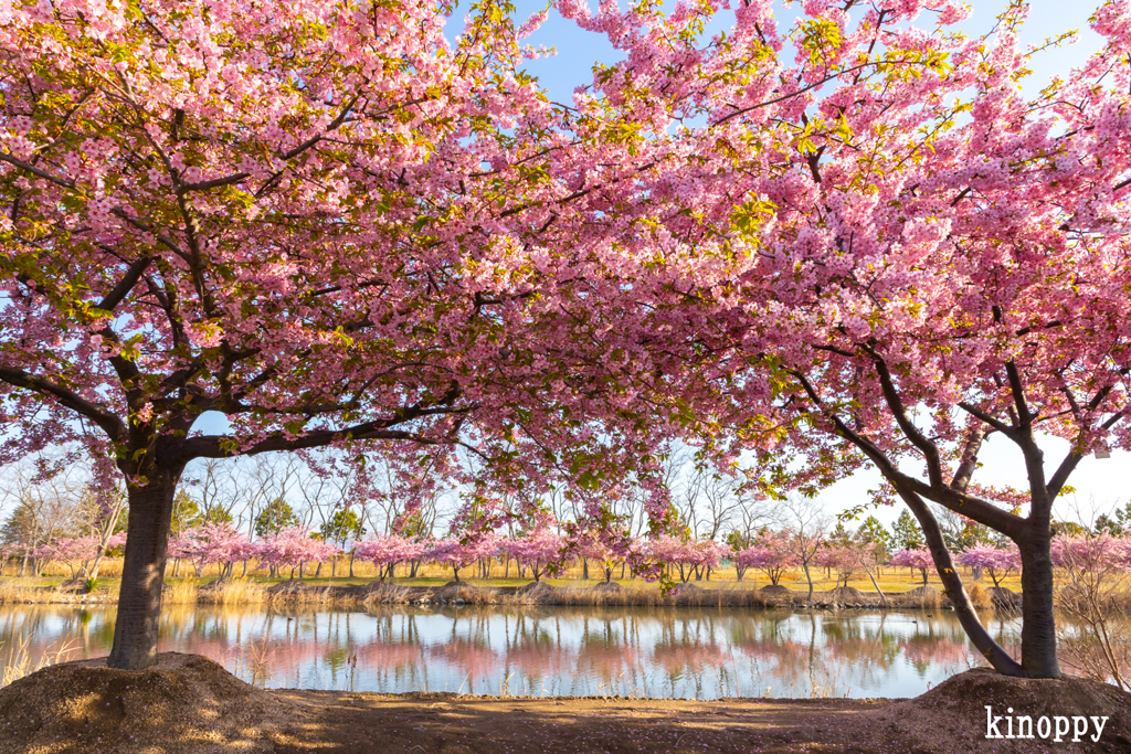 児島湖花回廊 河津桜 5