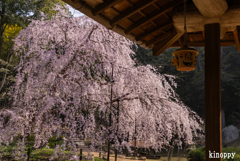 曹源寺 しだれ桜 7