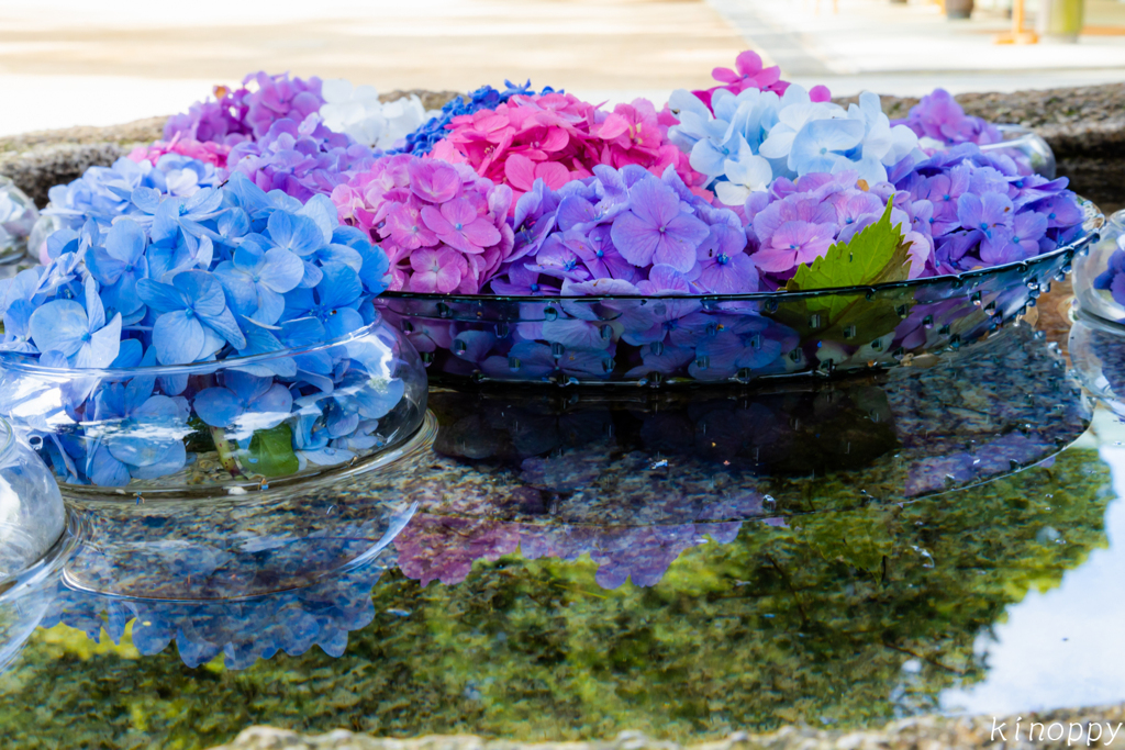 竈門神社 花手水 2