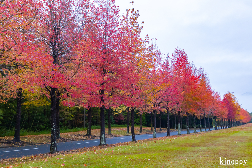 モミジバロウ並木 3