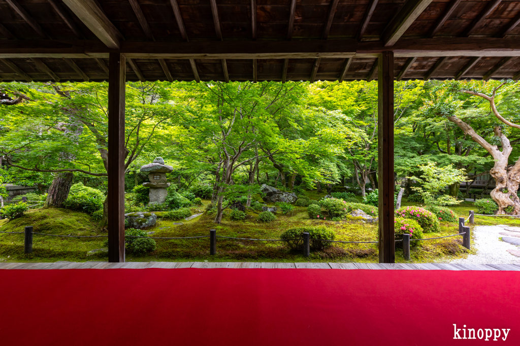 圓光寺 新緑 4
