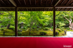 圓光寺 新緑 4