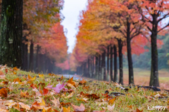 モミジバロウ並木 2