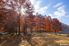 三田小野公園 ラクショウ 4