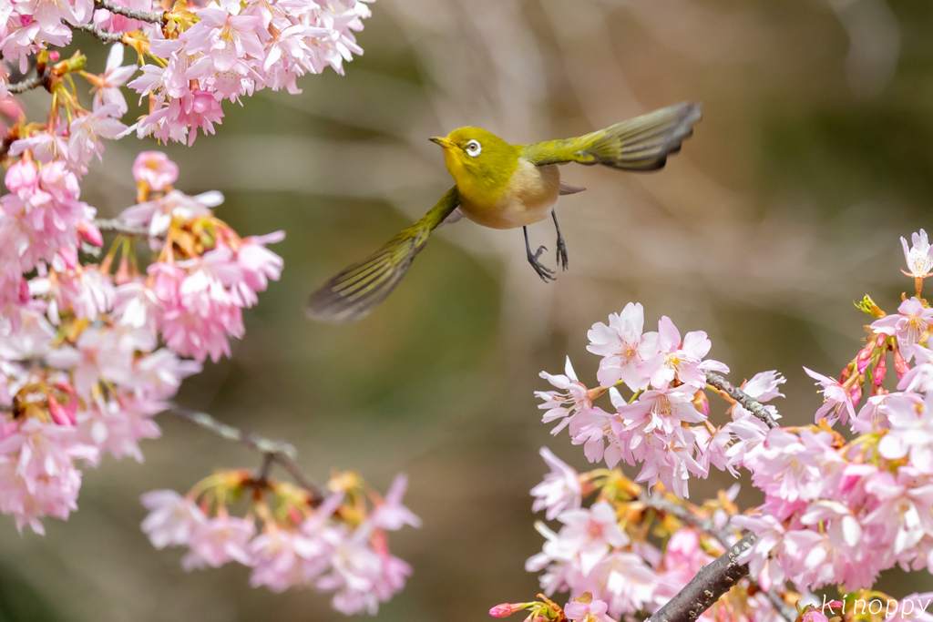 白山旗桜  メジロ 7