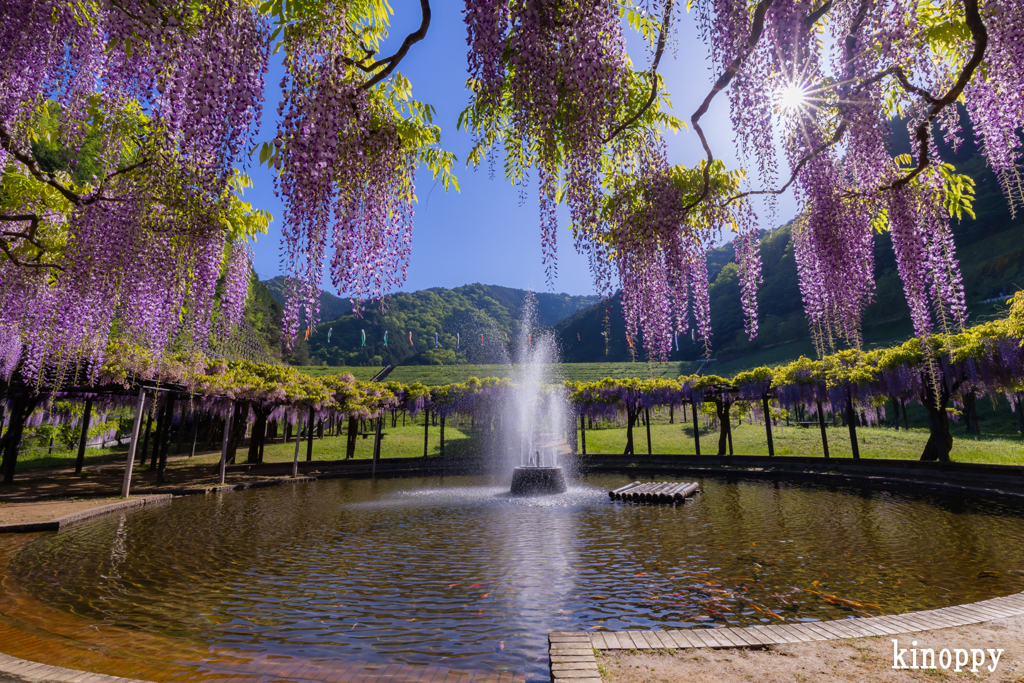 白井大町藤公園 藤 3