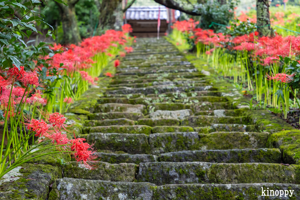 佛隆寺 彼岸花 5