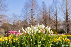 アイスチューリップ