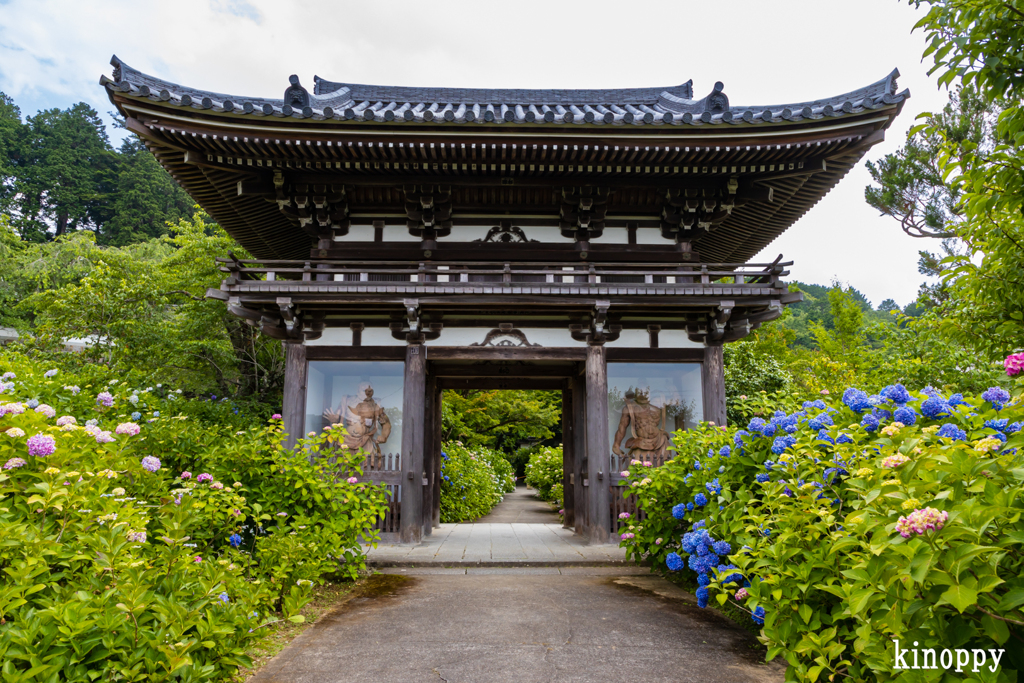 丹州観音寺 アジサイ 2