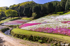 ヤマサ蒲鉾 芝桜 3