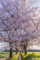 藤原宮跡 桜