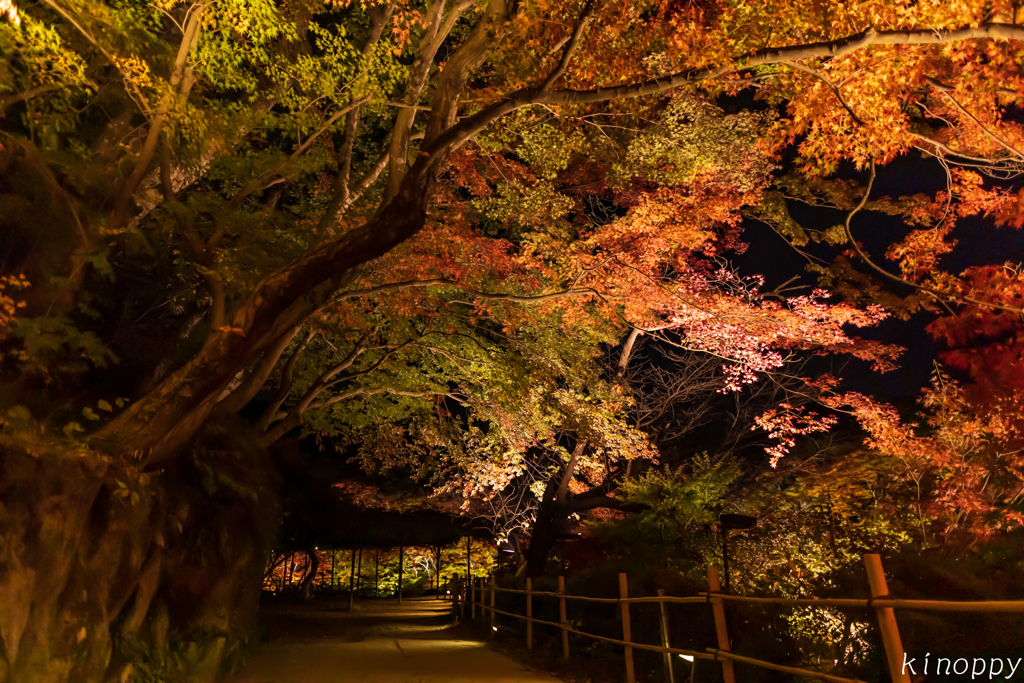 御船山楽園 紅葉 ライトアップ 5