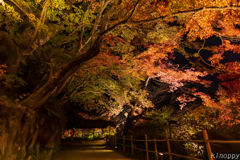 御船山楽園 紅葉 ライトアップ 5