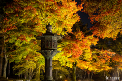 仁和寺 ライトアップ 6