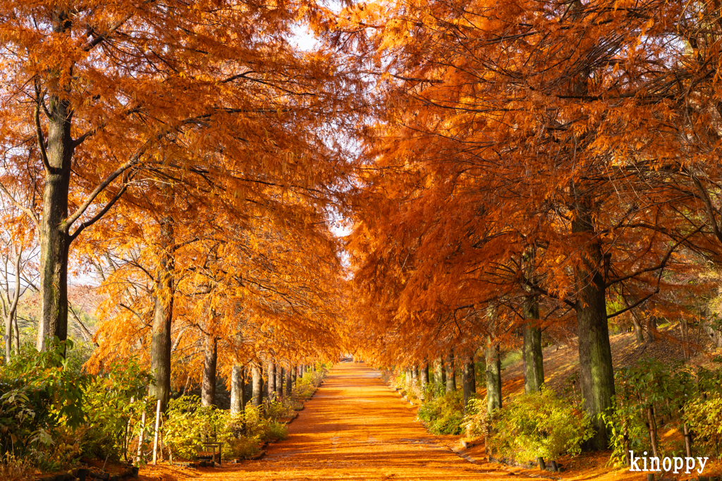 播磨中央公園 ラクショウ