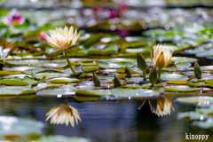 水生植物公園みずの森 6