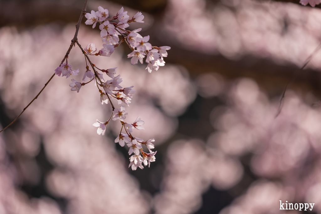 曹源寺 しだれ桜 8