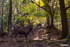 奈良公園の朝 13