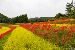 大淵ヨシビ棚田 彼岸花 2