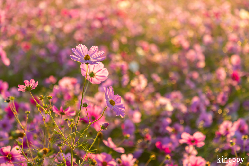 馬場 コスモス畑 7