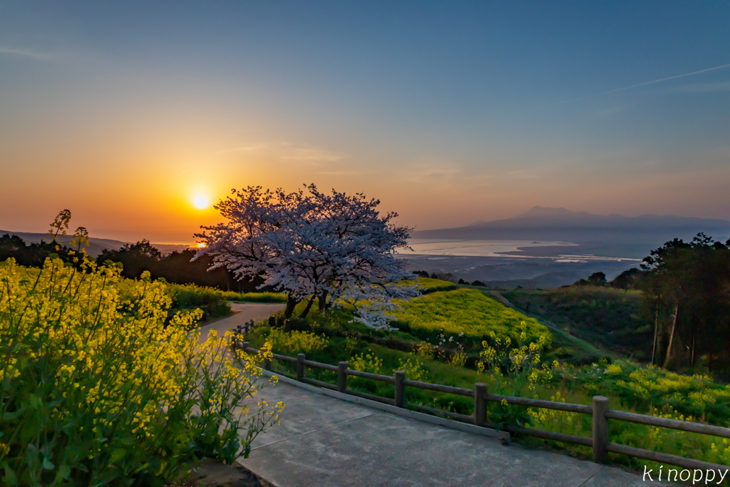 白木峰高原 桜と菜の花 5