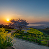 白木峰高原 桜と菜の花 5