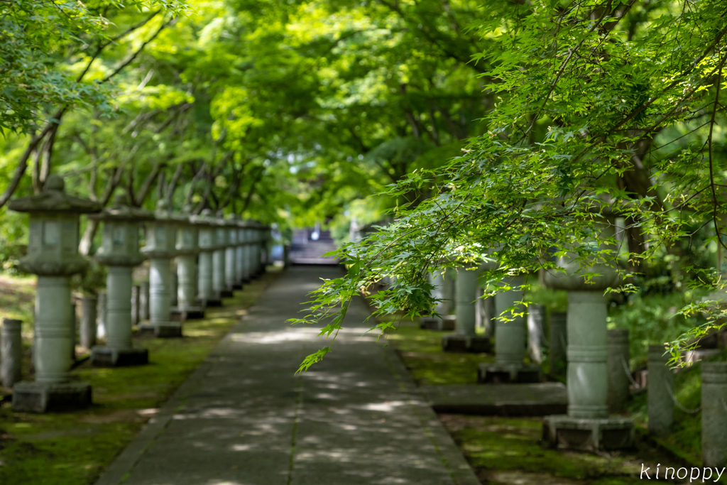 高山寺 新緑 4