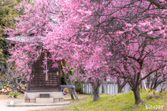 御厨神社 梅