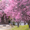 御厨神社 梅