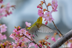 河津桜 メジロ 5