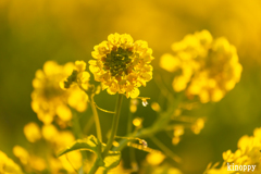 第1なぎさ公園　菜の花畑 4