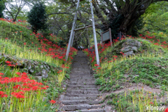 佛隆寺 彼岸花