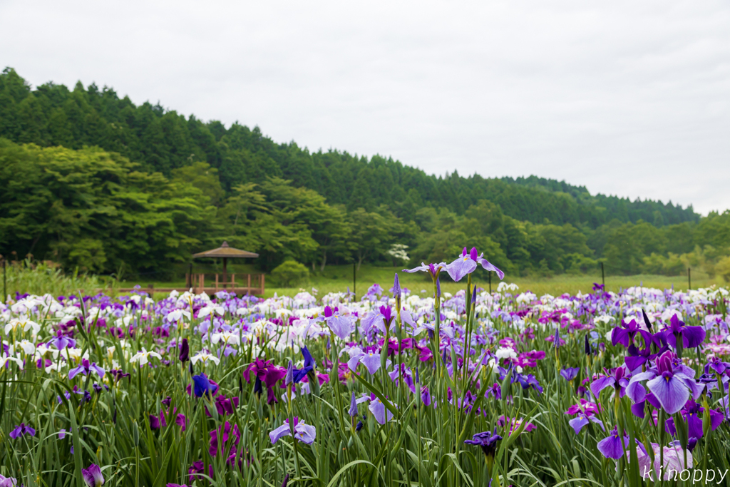 神楽女湖花しょうぶ園 2