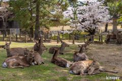 奈良公園 桜 8