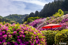 三室戸寺 ツツジ