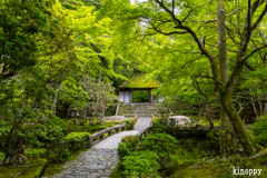 法然院 新緑 3