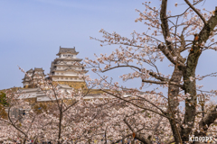 姫路城 桜 8