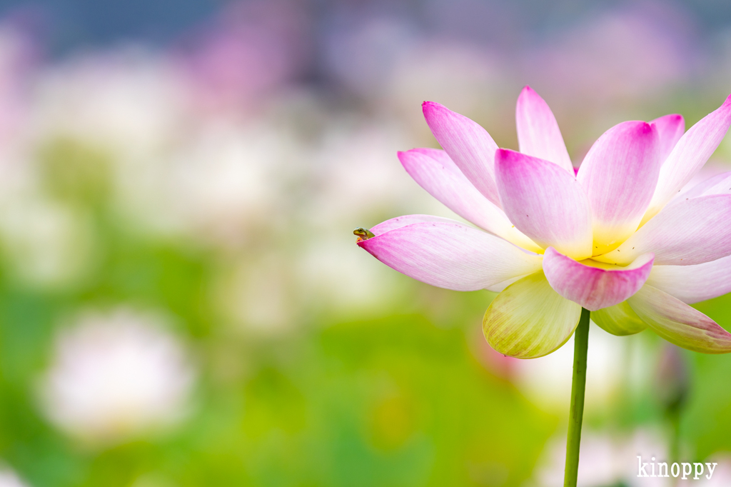 ヤマサ蒲鉾 蓮の花苑 5