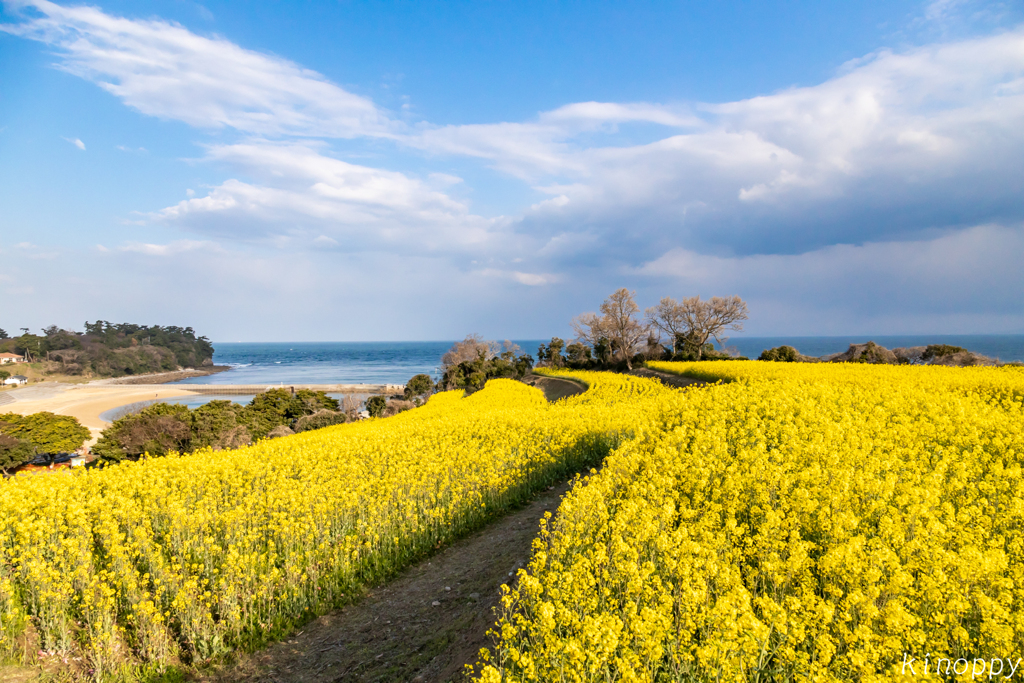 長崎鼻リゾート 菜の花