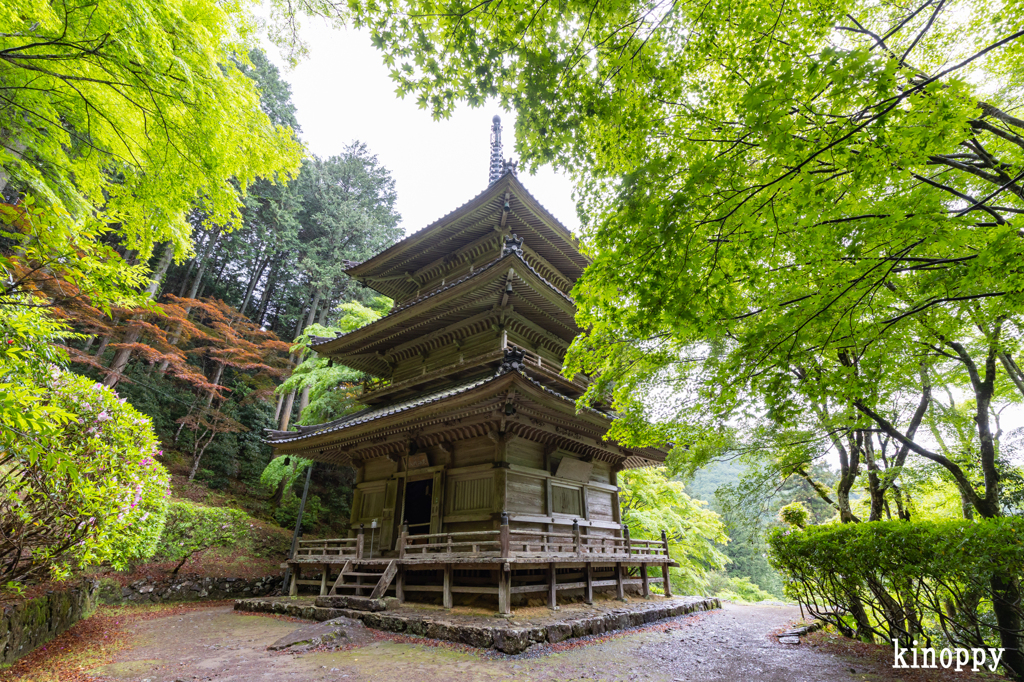 高源寺 新緑 2