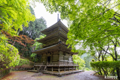 高源寺 新緑 2