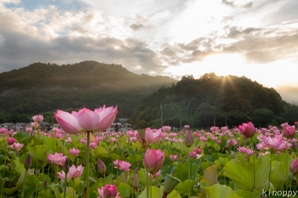 ヤマサ蒲鉾 蓮の花苑